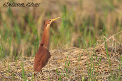 Cinnamon Bittern