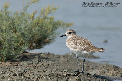 Grey Plover