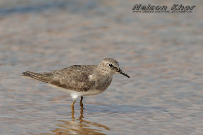 Temminck's Stint