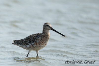 Asian Dowitcher