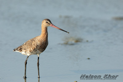 Black Tailed Godwit