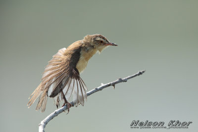 Yellow Bellied Prinia