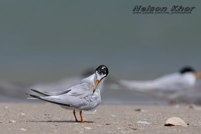 Little Tern