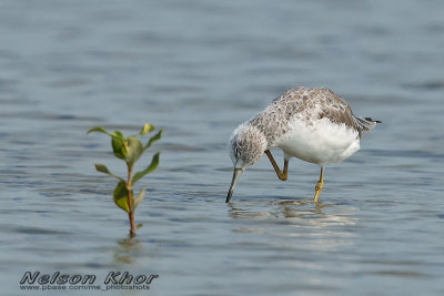 Nordmann's Greenshank