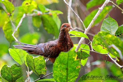 Little Cuckoo Dove