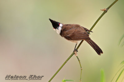 Red Whiskered Bulbul
