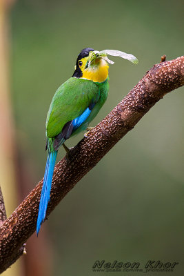 Long Tail Broadbill