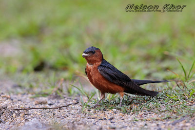 Rufous Bellied Swallow