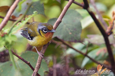 Black Eared Shrike Babbler