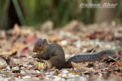 Mountain Red Bellied Squirrel