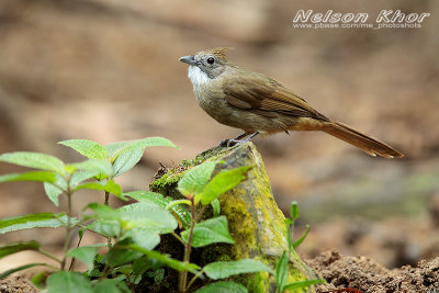 Ochraceous Bulbul