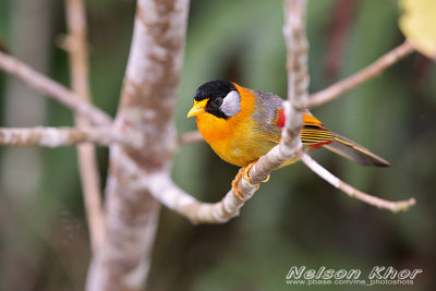 Silver Eared Mesia