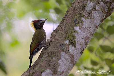 Lesser Yellownape Woodpecker