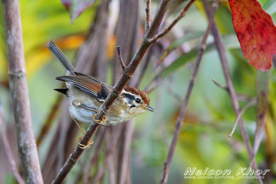 Rufous Winged Fulvetta