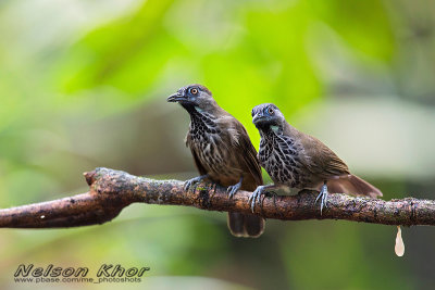 Chestnut Rumped Babbler