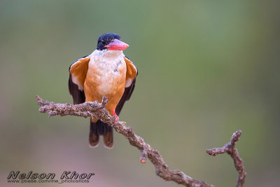 Black Capped Kingfisher