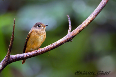 Ferruginous Flycatcher