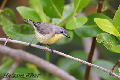 Golden Bellied Gerygone