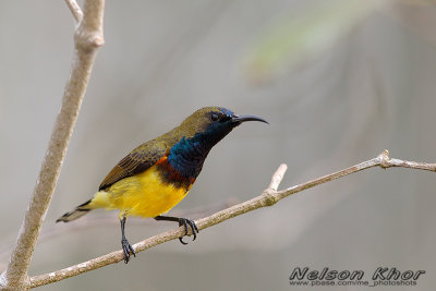 Olive Backed Sunbird