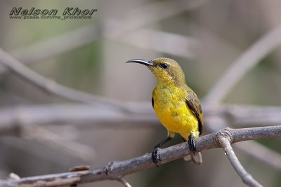 Olive Backed Sunbird