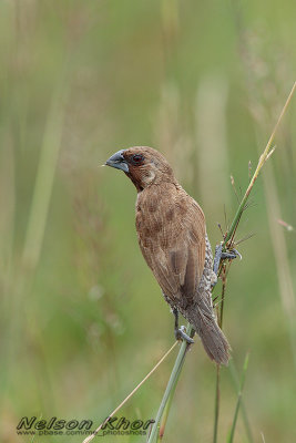 Scaly Breasted Munia