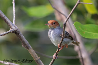 Ashy Tailorbird