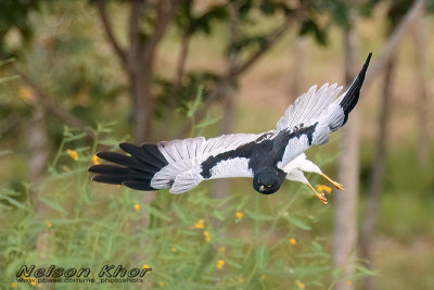 Pied Harrier