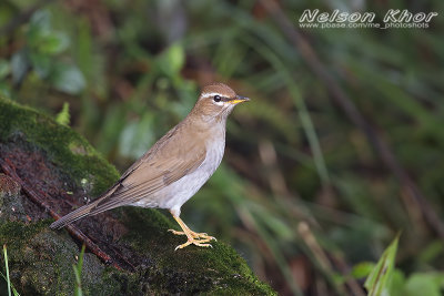 Grey Sided Thrush