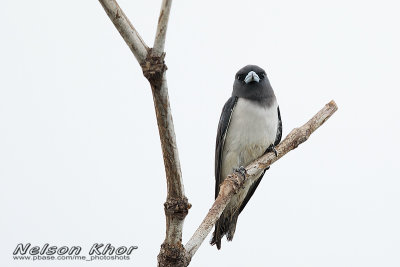 White Breasted Woodswallow
