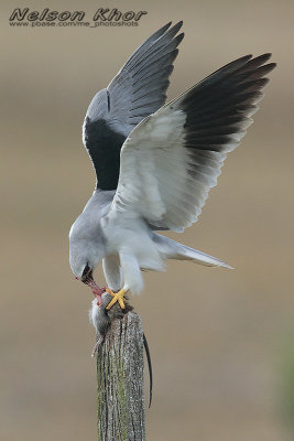 Black Shouldered Kite