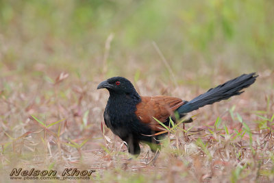 Greater Coucal