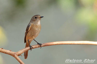 Daurian Redstart