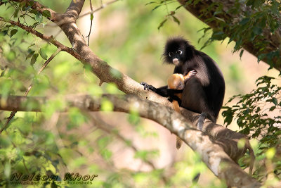 Dusky Leaf Monkey