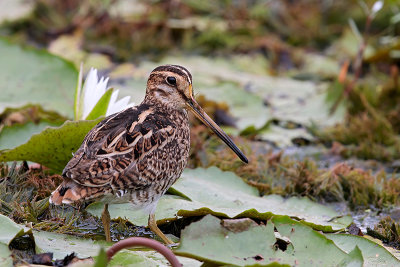 Swinhoe's Snipe