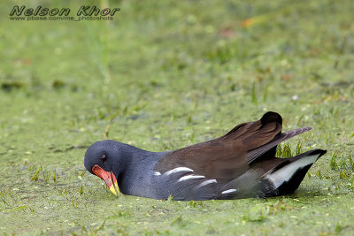 Common Moorhen