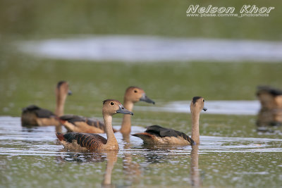 Lesser Whistling Duck