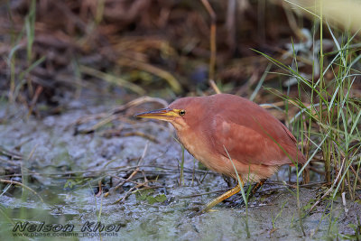 Cinnamon Bittern