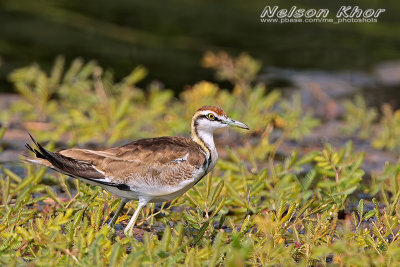 Pheasant Tailed Jacana