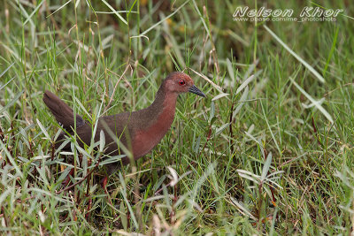 Ruddy Breasted Crake