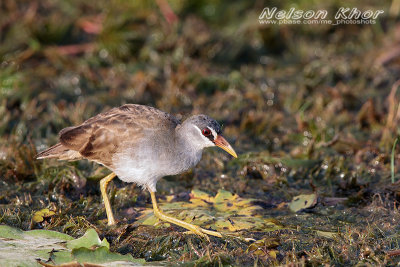 White Browed Crake