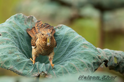 Plaintive Cuckoo