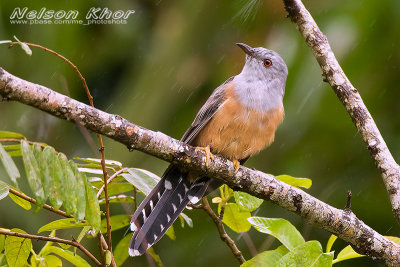 Plaintive Cuckoo