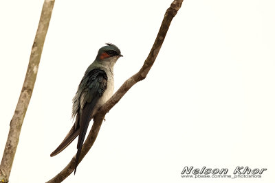 Grey Rumped Treeswift