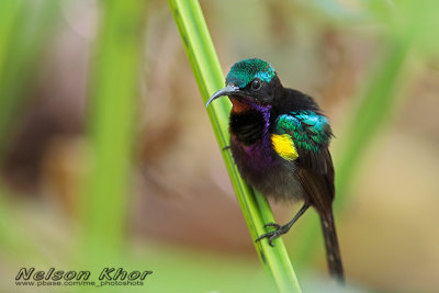 Purple Throated Sunbird