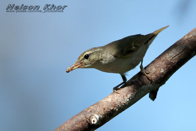 Arctic Warbler