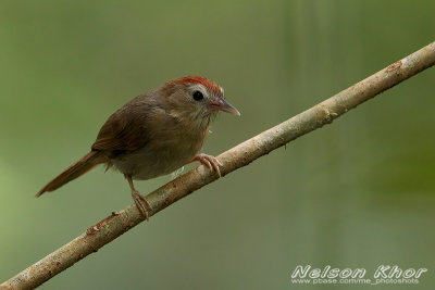 Rufous Fronted Babbler