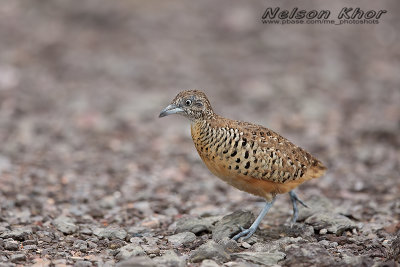 Barred Buttonquail