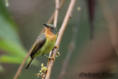 Ruby Cheeked Sunbird