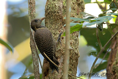 Buff necked Woodpecker
