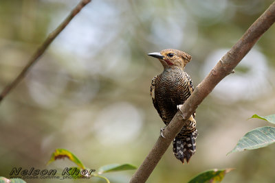 Buff Rumped Woodpecker